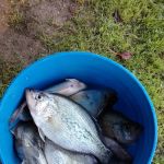 Pine-Der-Rosa Cabins & RV Rental