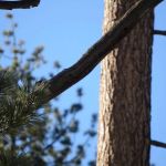 Mount Pinos Campground