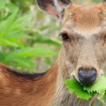 Stay Bristol Woodlands