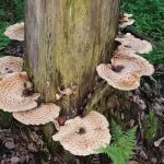 East Otto State Forest Campground