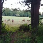 Loleta Bear Claw campground