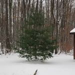 Woodhaven Campgrounds