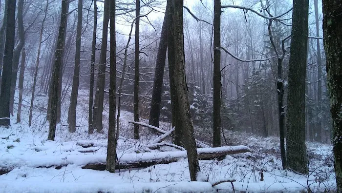 Tioga State Forest Office 7