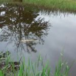 Lake Kristina Camp Grounds