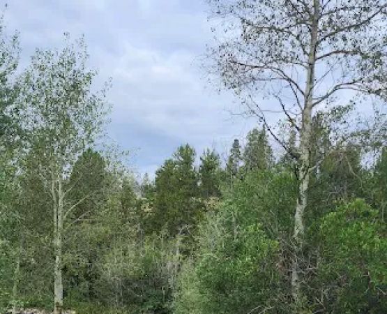East Fork Bear River Campground