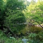 Young Branch Campground