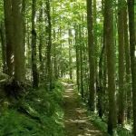 Backcountry Campsite #31