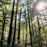 Abrams Creek Campground