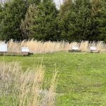 Cedars of Lebanon State Park