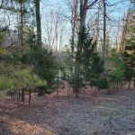 Natchez Trace State Park Campground