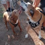 Minnie Pond Campground