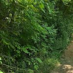 Ionia Equestrian-Rustic