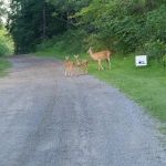 The Lost Oaks Campground