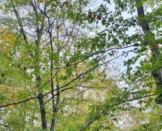 Cadillac Woods Campground