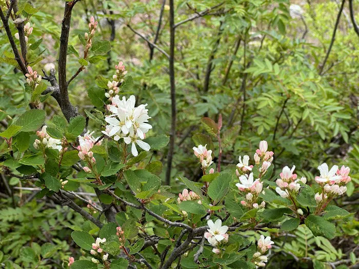 Flora Lake Campground 9