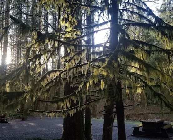 Quinsam Campground