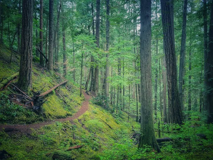 Buttle Lake Campground 0