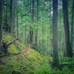 Buttle Lake Campground