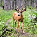 Mokowanis Junction Campground