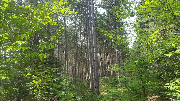 Pinewood Park 3