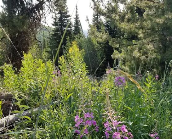 Porcupine Springs Campground