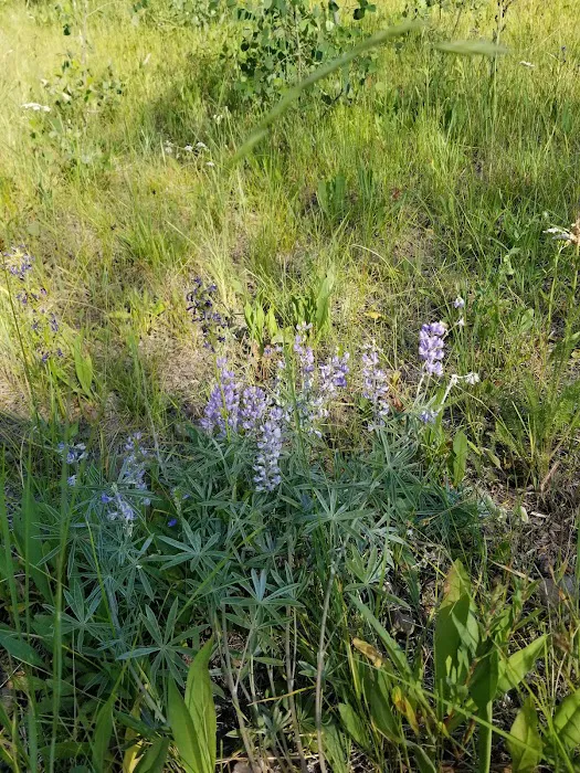 Porcupine Springs Campground 5