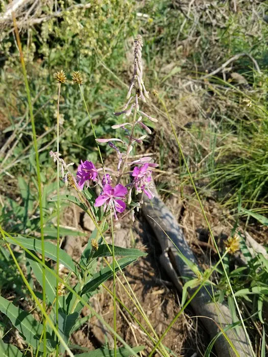 Porcupine Springs Campground 3