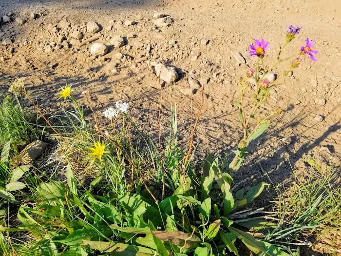 Porcupine Springs Campground 2