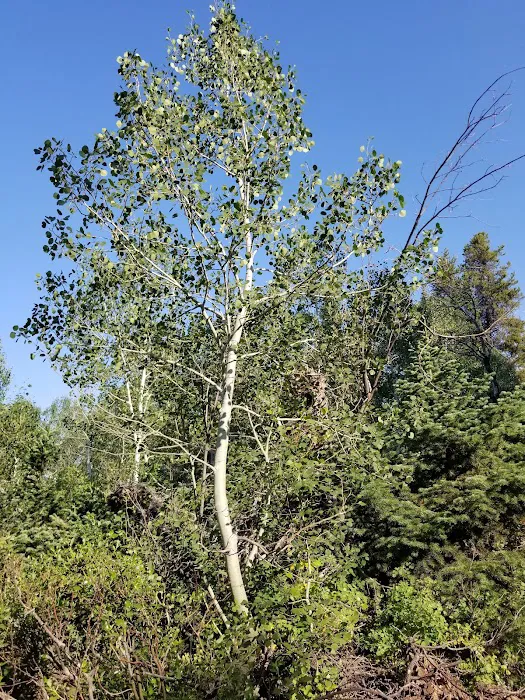 Porcupine Springs Campground 9
