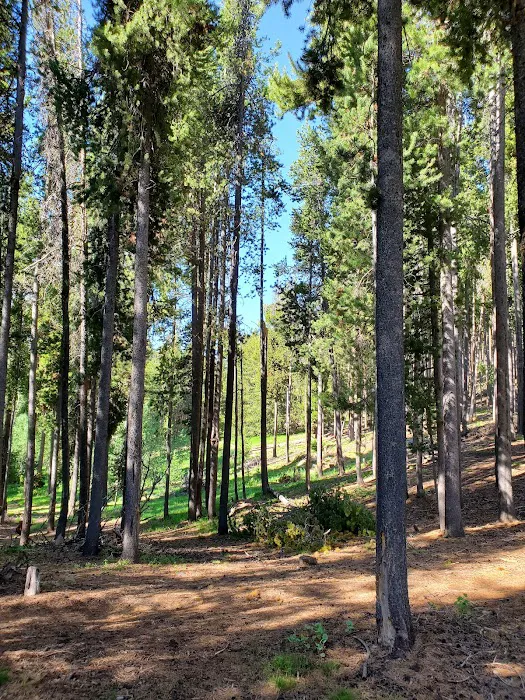 Diamondfield Jack Campground 7