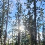 Bench Creek Campground