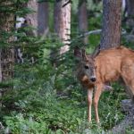 Big Roaring River Lake Campground