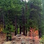 Rattlesnake Campground