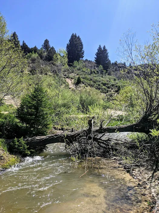 Silver City Campground 4