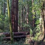 Armstrong Redwoods State Natural Reserve