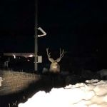 Rocky Top Motel & Campground