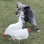 Green Acres RV Park Florida LLC