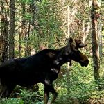 Passaconaway Campground