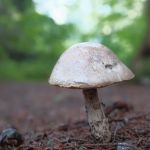 Tripoli Rd Camping Area