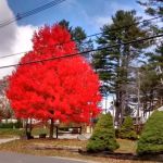 Long Island Bridge Campground