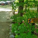 Willey Brook Campground