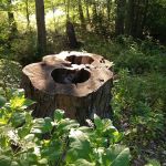 Clewell's Landing Camp at Pinecrest