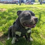 Robinson's Lakeside Campgrounds