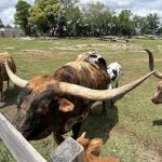 Wilderness Shores Ranch & Campground