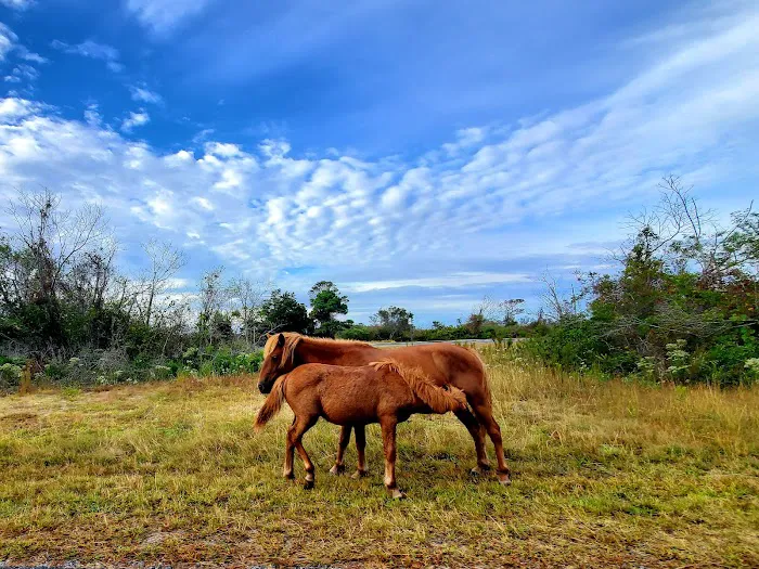 Assateague National Seashore Campground 5
