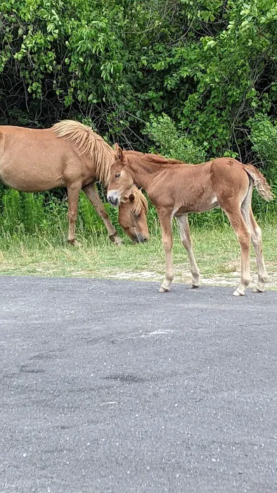 Assateague National Seashore Campground 7