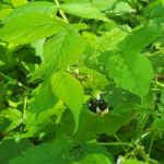 Pinewoods Campgrounds