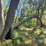 White Mound County Park