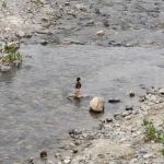 Camp site #52 Arroyo Campground