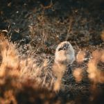 Anacapa Island Campground